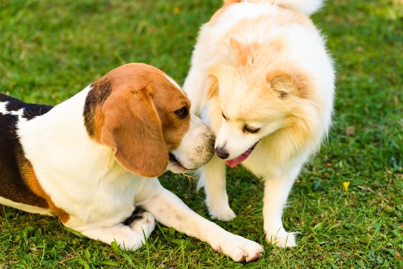 Pomeranian Beagle Mix